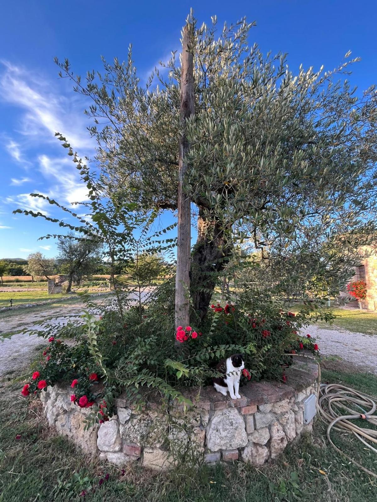 Agriturismo Podere Dell' Olmo Amelia Exterior photo